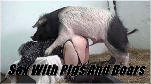 Sex With Pigs And Boars